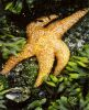 Starfish Thumbnail